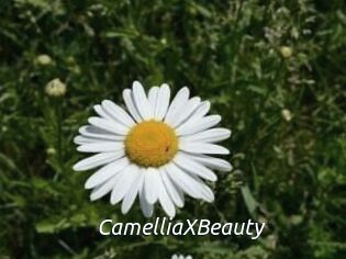 Camellia_XBeauty