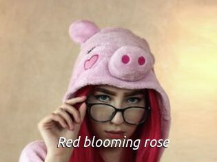 Red_blooming_rose